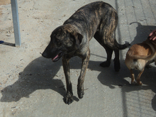 DIANA, Hund, Mischlingshund in Spanien - Bild 11