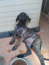 DIANA, Hund, Mischlingshund in Spanien - Bild 3
