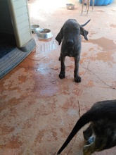 DIANA, Hund, Mischlingshund in Spanien - Bild 6