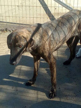 DIANA, Hund, Mischlingshund in Spanien - Bild 8