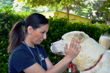 GEFFRI, Hund, Zentralasiatischer Owtcharka-Mix in Italien - Bild 1