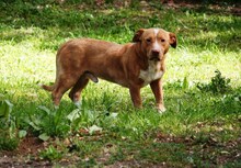 PITOTTO, Hund, Pit Bull Terrier-Dackel-Mix in Italien - Bild 7