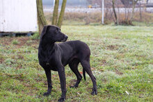 SABINA, Hund, Mischlingshund in Kroatien - Bild 1