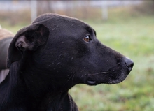 SABINA, Hund, Mischlingshund in Kroatien - Bild 10