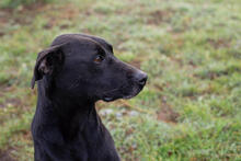 SABINA, Hund, Mischlingshund in Kroatien - Bild 2