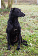SABINA, Hund, Mischlingshund in Kroatien - Bild 3