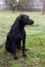 SABINA, Hund, Mischlingshund in Kroatien - Bild 9