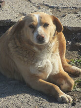 BENNY, Hund, Mischlingshund in Bulgarien - Bild 1