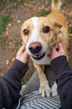 BENNY, Hund, Mischlingshund in Bulgarien - Bild 10