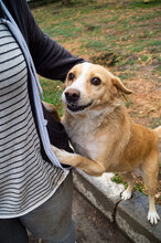 BENNY, Hund, Mischlingshund in Bulgarien - Bild 11