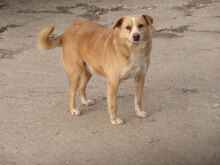BENNY, Hund, Mischlingshund in Bulgarien - Bild 13