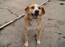 BENNY, Hund, Mischlingshund in Bulgarien - Bild 14