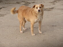 BENNY, Hund, Mischlingshund in Bulgarien - Bild 16