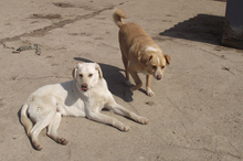BENNY, Hund, Mischlingshund in Bulgarien - Bild 17