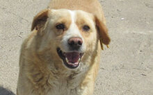 BENNY, Hund, Mischlingshund in Bulgarien - Bild 18