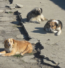 BENNY, Hund, Mischlingshund in Bulgarien - Bild 20