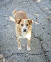BENNY, Hund, Mischlingshund in Bulgarien - Bild 4