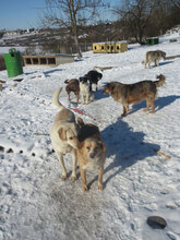 BENNY, Hund, Mischlingshund in Bulgarien - Bild 5