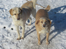 BENNY, Hund, Mischlingshund in Bulgarien - Bild 6
