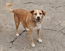 BENNY, Hund, Mischlingshund in Bulgarien - Bild 7