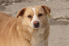 BENNY, Hund, Mischlingshund in Bulgarien - Bild 8