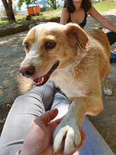 BENNY, Hund, Mischlingshund in Bulgarien - Bild 9