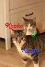 KROKO, Katze, Europäisch Kurzhaar in Kiel - Bild 1
