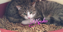 KROKO, Katze, Europäisch Kurzhaar in Kiel - Bild 4