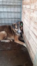 KISMET, Hund, Beagle-Labrador-Mix in Rumänien - Bild 1