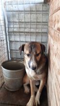 KISMET, Hund, Beagle-Labrador-Mix in Rumänien - Bild 2