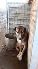 KISMET, Hund, Beagle-Labrador-Mix in Rumänien - Bild 3