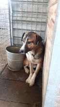 KISMET, Hund, Beagle-Labrador-Mix in Rumänien - Bild 4