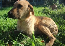 GLADIS, Hund, Mischlingshund in Portugal - Bild 1