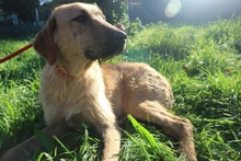GLADIS, Hund, Mischlingshund in Portugal - Bild 2