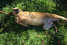 GLADIS, Hund, Mischlingshund in Portugal - Bild 3