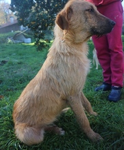 GLADIS, Hund, Mischlingshund in Portugal - Bild 4