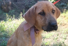 GLADIS, Hund, Mischlingshund in Portugal - Bild 5