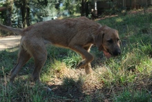GLADIS, Hund, Mischlingshund in Portugal - Bild 6