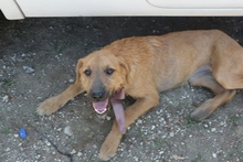 GLADIS, Hund, Mischlingshund in Portugal - Bild 7