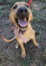 GLADIS, Hund, Mischlingshund in Portugal - Bild 8