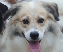 BORIS, Hund, Mischlingshund in Rumänien - Bild 1