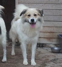 BORIS, Hund, Mischlingshund in Rumänien - Bild 2