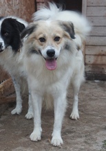BORIS, Hund, Mischlingshund in Rumänien - Bild 3