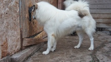 BORIS, Hund, Mischlingshund in Rumänien - Bild 4