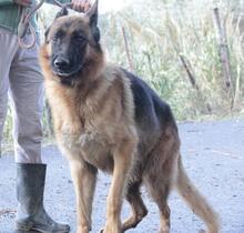 VASCO, Hund, Deutscher Schäferhund in Italien - Bild 12