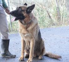 VASCO, Hund, Deutscher Schäferhund in Italien - Bild 14