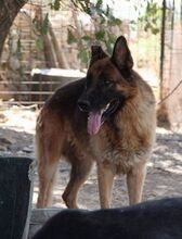VASCO, Hund, Deutscher Schäferhund in Italien - Bild 2