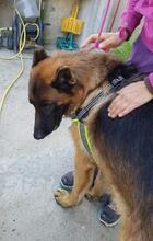 VASCO, Hund, Deutscher Schäferhund in Italien - Bild 22