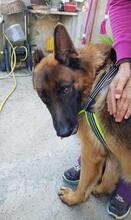 VASCO, Hund, Deutscher Schäferhund in Italien - Bild 23