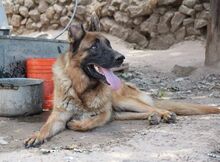 VASCO, Hund, Deutscher Schäferhund in Italien - Bild 3